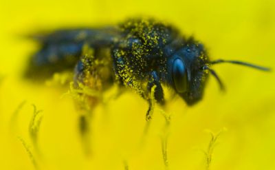 Rettung für die Imker? Die schwarze kanarische Biene.